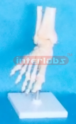 SMALL ADULT HUMAN FOOT JOINT